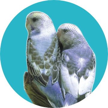 Parakeet